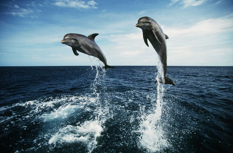 Дельфин - Вера фото