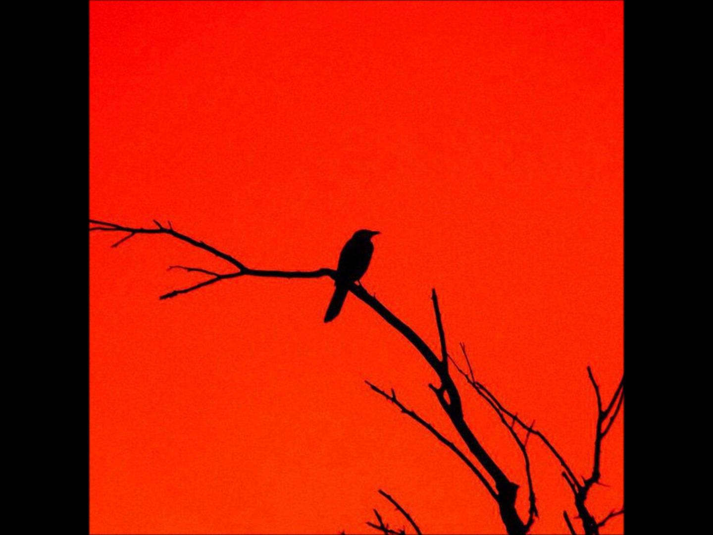 Эйси Сайс - Птицы, что поют по ночам фото