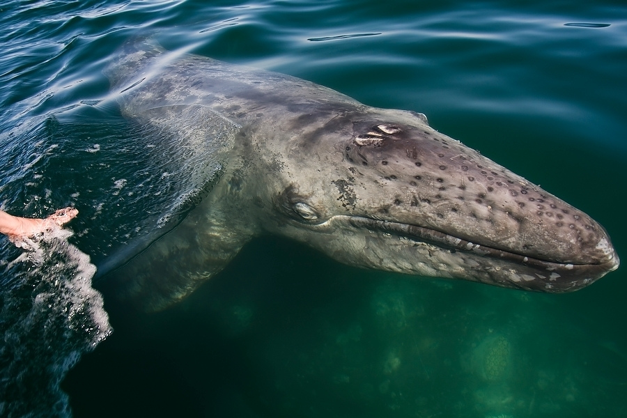 GARIWOODMAN - Серый кит фото