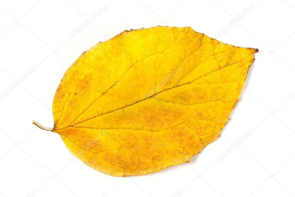 Осенние песни - Листик жёлтый фото