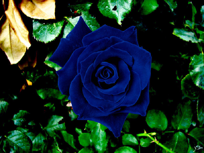 Электроклуб (Ирина Аллегрова) - Синяя роза фото