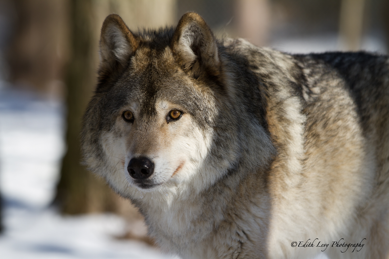 Ska Cubano - Who's Afraid of the Big Bad Wolf? фото